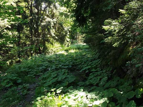 Sur l'ancienne route - le goudron est recouvert d'une incroyable végétation !