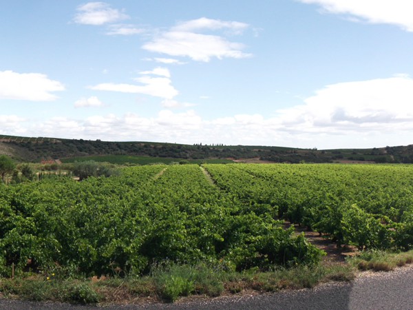 Retour dans la plaine du Roussillon avec ses vignes.